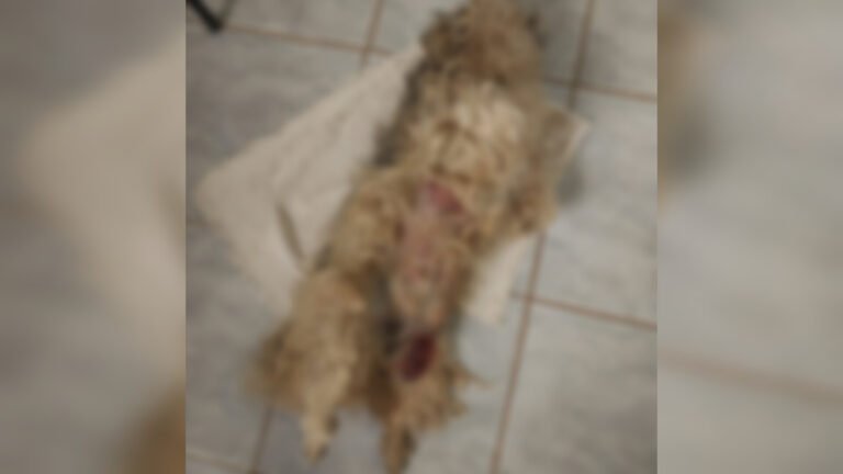 Nora tentar atropelar sogros e mata cachorro em Itaituba, no PA