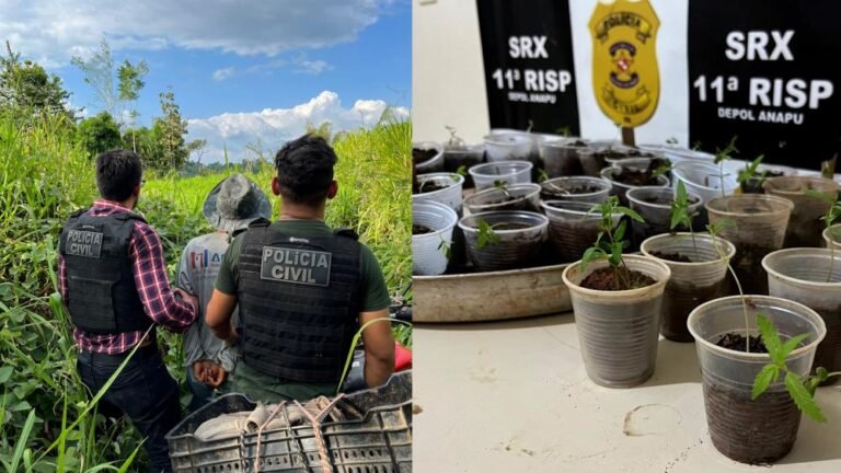 Polícia encontra 55 mudas de maconha escondidas em residência