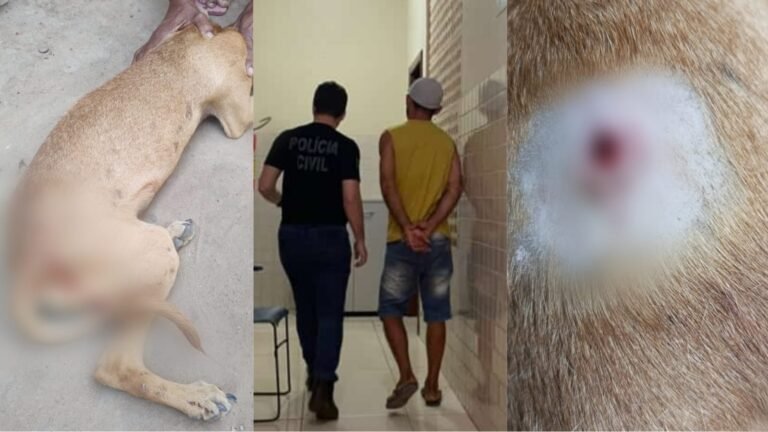 Homem é preso após atirar contra cadela em Itaituba, no PA