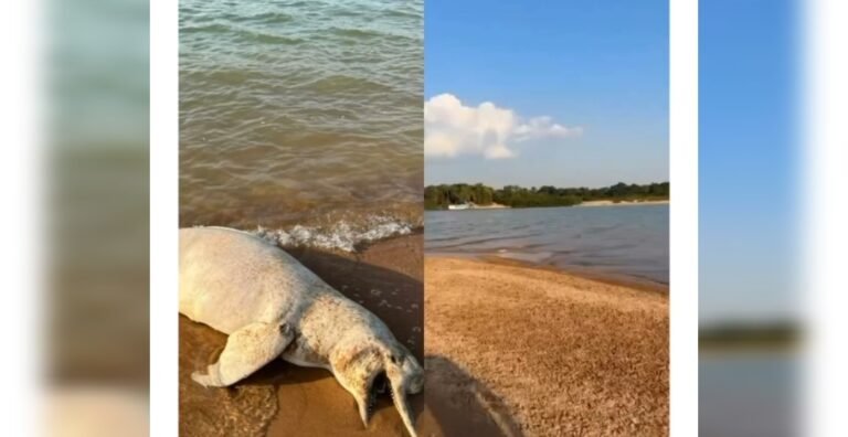 Banhistas encontram boto morto na praia do meio em Itaituba, no PA