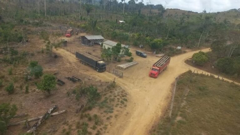 Ibama apreende 2 mil cabeças de gado em Senador José Porfírio