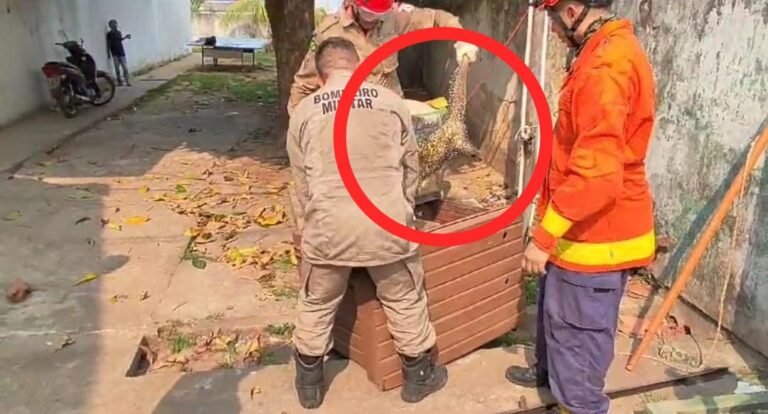 Porco espinho aparece em escola pública em Itaituba, no PA