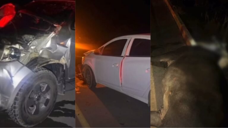 Dois veículos e um animal se envolvem em acidente no município de Jacareacanga, no PA