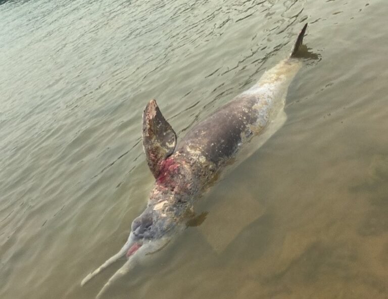 Mais um Boto é encontrado morto no rio tapajós em Itaituba
