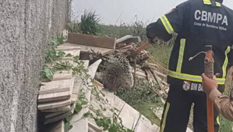 Porco espinho é encontrado em um terreno em Itaituba, no PA