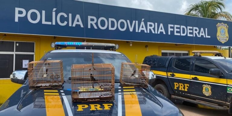 Duas pessoas são detidas por transporte ilegal de animal silvestre, em Itaituba