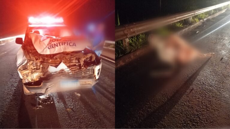 Viatura da polícia científica colide em animal na BR-163