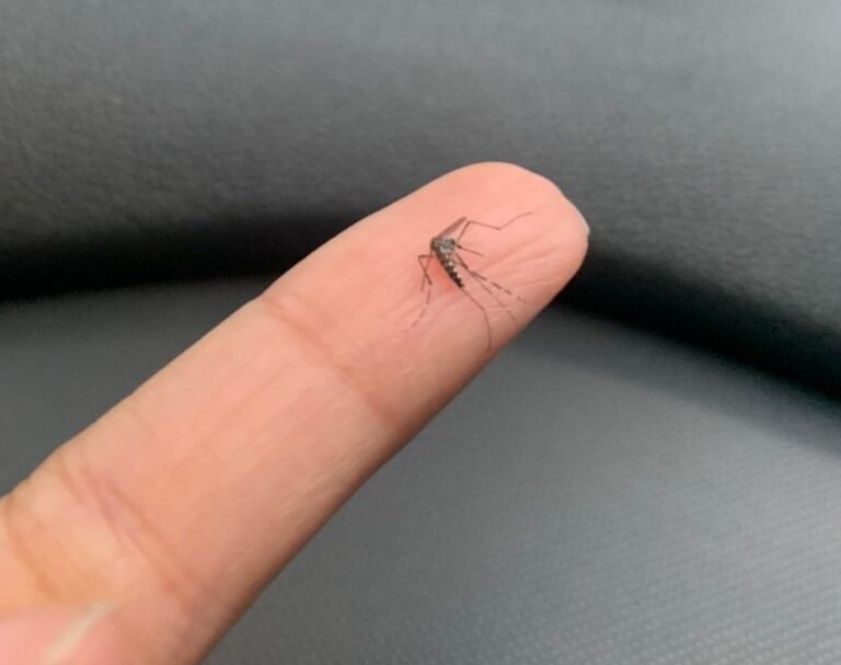 Pará: confira as últimas ações do Ministério da Saúde no combate à dengue