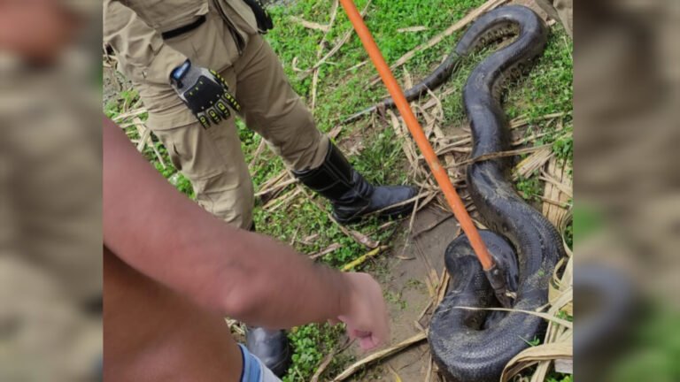 Vídeo: Cobra é encontrada em quintal de residência em Itaituba