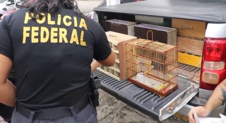 Casal é preso por comércio ilegal de animais silvestres