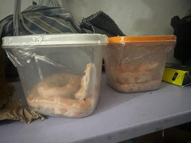 PF prende quatro pessoas por comércio ilegal de animais