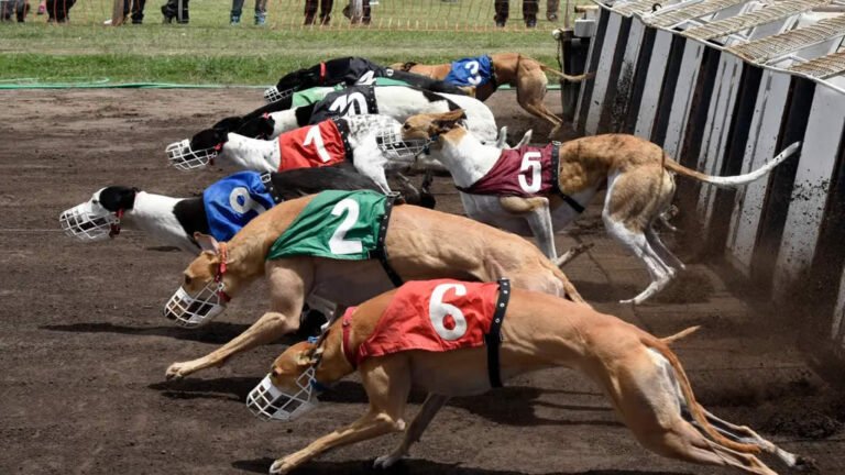 Corrida de Galgos: Uma tradição centenária que está no mundo das apostas online