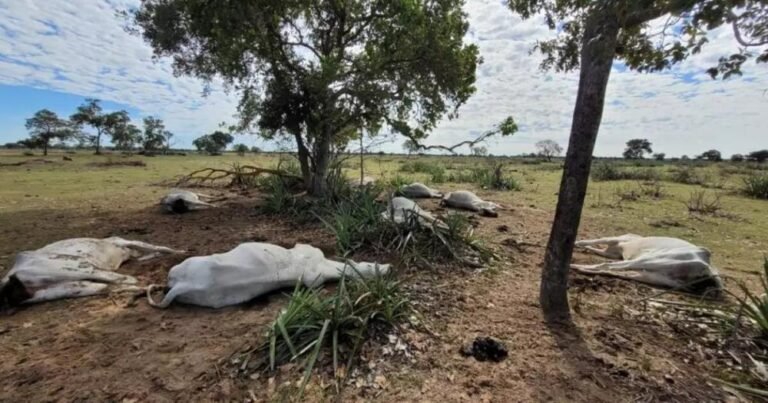 Produtor comunica morte de 60 cabeças de gado devido à seca no km 224 norte em Uruará