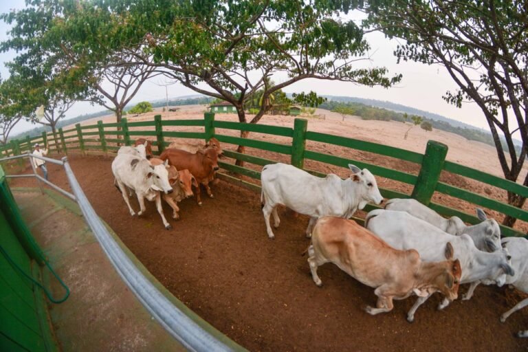 Adepará abre consulta pública sobre Guia de Trânsito de Subprodutos de Origem Animal