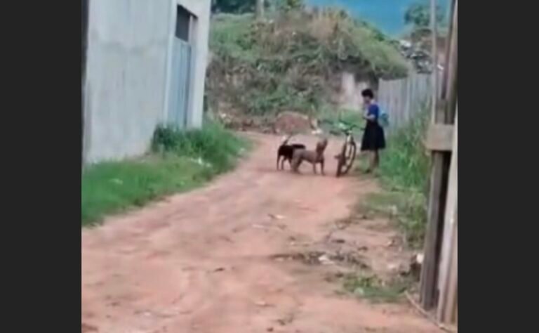 Vídeo: Estudante é Aterrorizada por Cães Soltos em Santarém