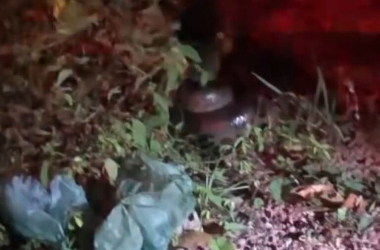 Cobra Sucuri é Encontrada em Itaituba: Moradores Alertam Autoridades