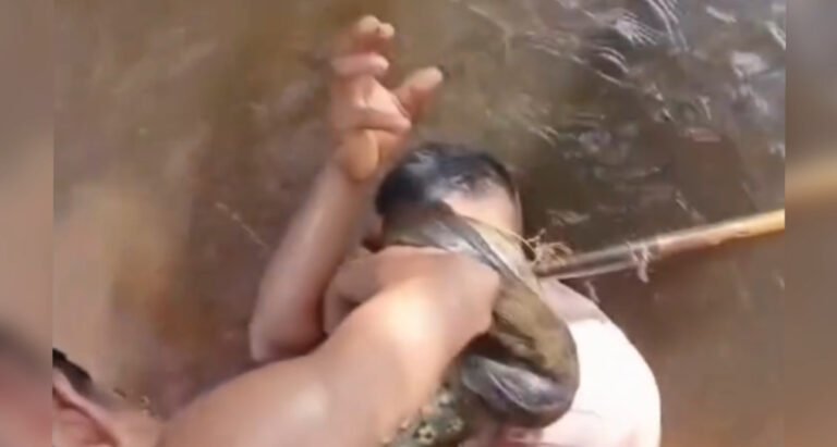 Vídeo: Homem Morde Cobra Sucuri para Se Defender em Terra Santa, no Pará