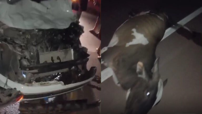 Acidente na BR 230: Veículo Colide com Boi no Distrito de Miritituba