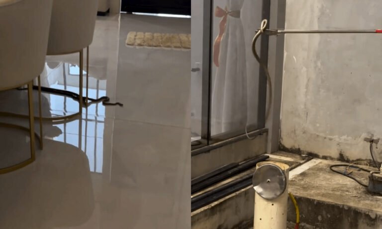 VÍDEO; Moradora encontra cobra dentro de casa em Itaituba e aciona bombeiros para resgate