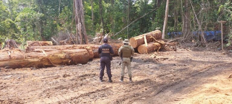 PF e Ibama desativam serraria clandestina e prendem um homem em Senador José Porfírio