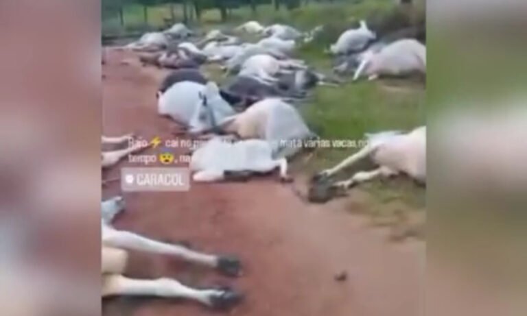VÍDEO; Raio atinge fazenda e mata parte do rebanho no Distrito de Caracol, em trairão