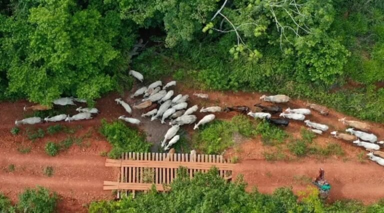 Clima segue tenso na Terra Indígena Apyterewa após emboscada que resultou em morte durante operação de desintrusão