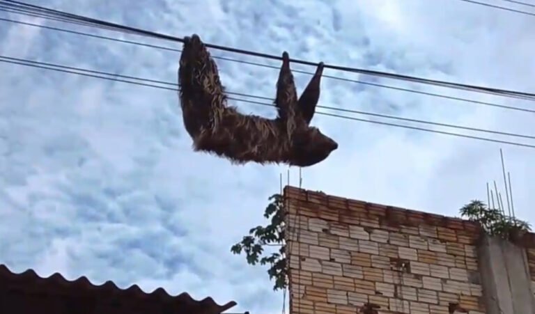 VÍDEO; Bicho-preguiça é flagrado escalando em fios no distrito de Miritituba