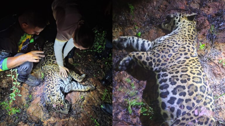 Onça-pintada é encontrada morta após atropelamento na BR-163, em Moraes Almeida