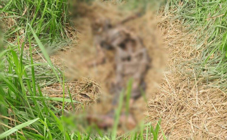 VÍDEO; Corpo em avançado estado de decomposição é encontrado no bairro DNER, em Miritituba