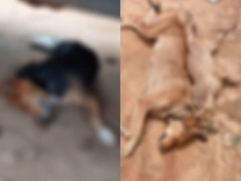 Envenenamento de cães revolta moradores do bairro Irajá, em Itaituba