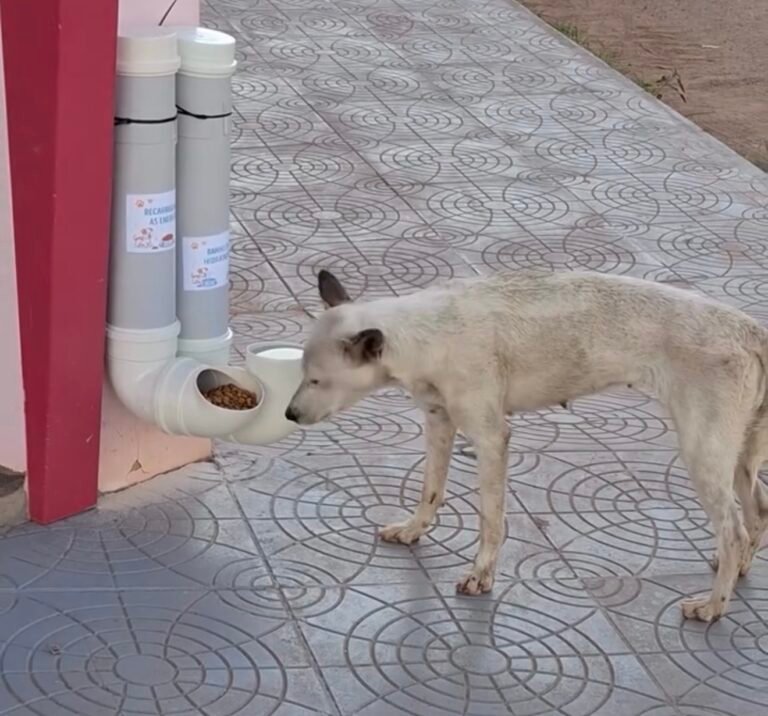VÍDEO; Loja instala comedouro e bebedouro para animais de rua e emociona moradores em Itaituba