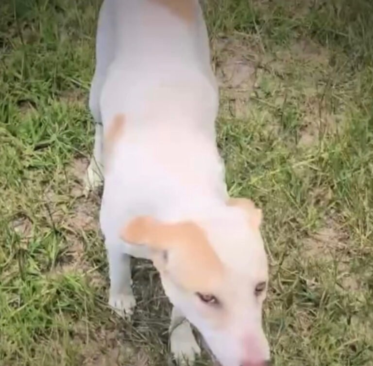 VÍDEO; Cadela atacada por cobra é salva por militares do 53º BIS e ganha novo lar em Itaituba