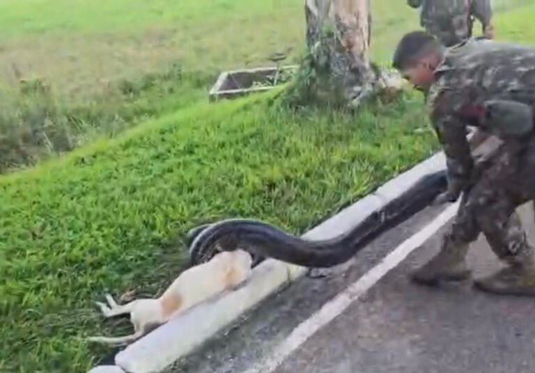 VÍDEO; Sucuri é flagrada enrolada em cachorro no lago do quartel em Itaituba