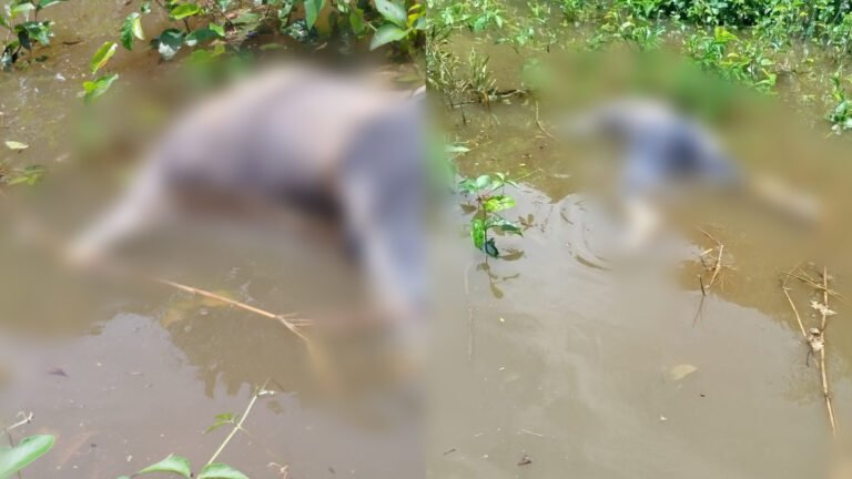 VÍDEO; Corpo de homem é encontrado boiando no Rio Tapajós, em Itaituba