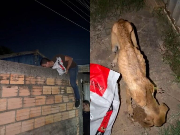 VÍDEO; Delegado resgata cachorro em estado gravíssimo após denúncia de abandono em Itaituba