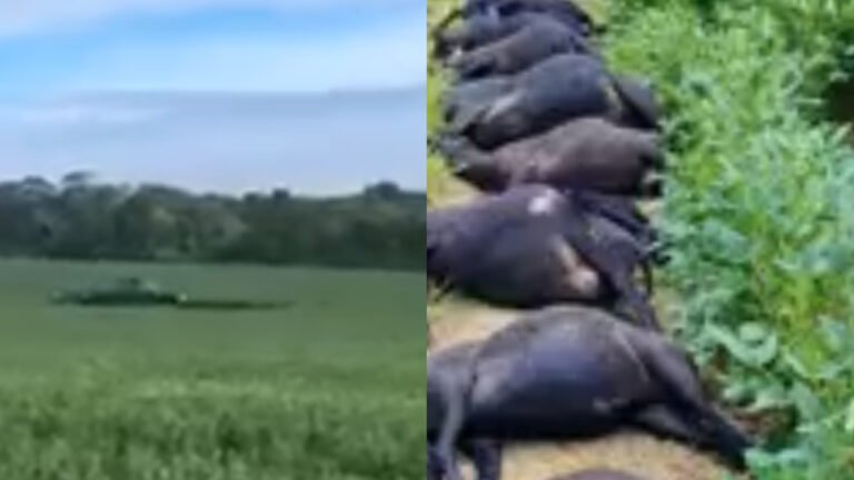 VÍDEO; Mulher denuncia homem por atropelar e matar cerca de 22 carneiros em Mojuí dos Campos