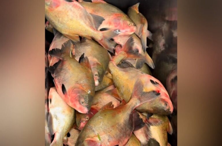 Prefeitura de Itaituba realiza entrega de 2 toneladas de peixes para famílias em situação de vulnerabilidade nesta sexta-feira
