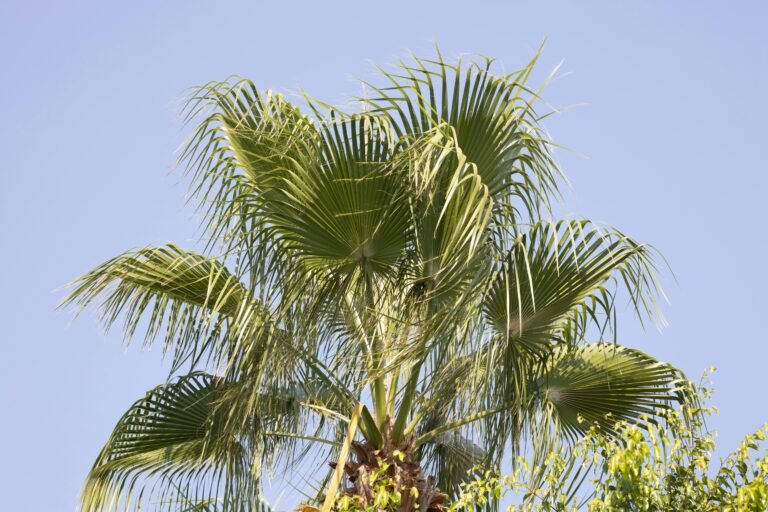 O Que é Carnaúba? Conheça Essa Planta Brasileira
