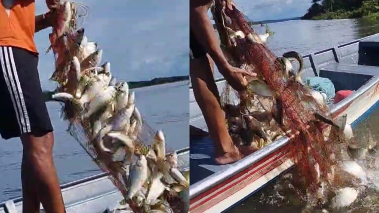 VÍDEO; Cardume de peixes surpreende pescadores no Rio Tapajós, em Itaituba