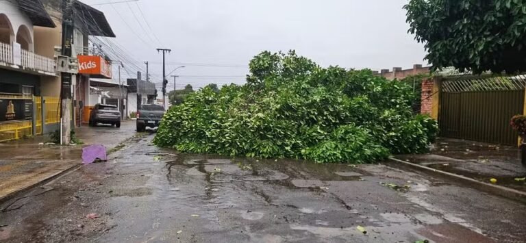 Chuva com ventania derruba árvore e causa transtornos em Santarém